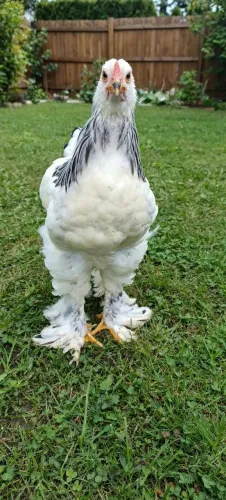 Galo jovem brahma