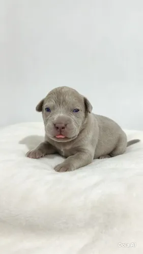 Pitbull