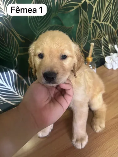 FILHOTES GOLDEN RETRIEVER