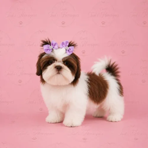 SHIH TZUS - BBS LINDOS
