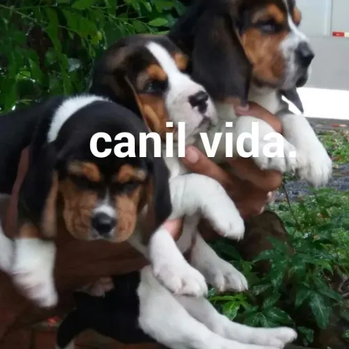 Beagle 13 polegadas com pedigrees disponíveis para venda 