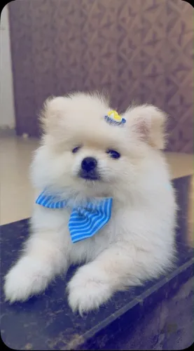 SPITZ ALEMÃO MACHINHO DISPONÍVEL 