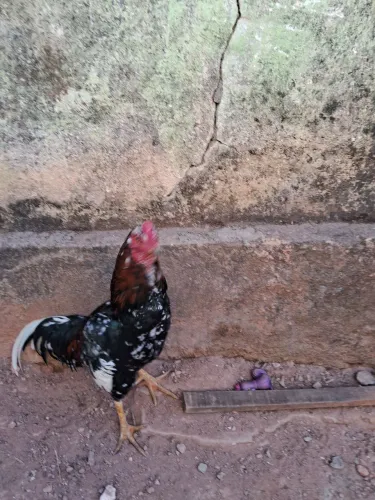 Vendo galo ornamentais