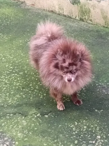 Lulu dá Pomerânia 