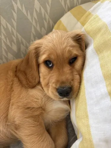 Golden Cachorrinho que pode se destacar entre todas as opções