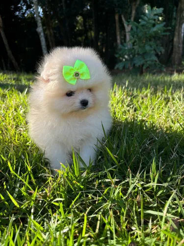 Vendo Macho e Fêmea da Lulu da pomerania