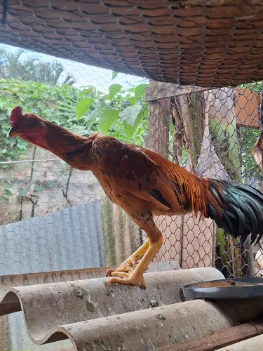 FRANGO INDIO TOP