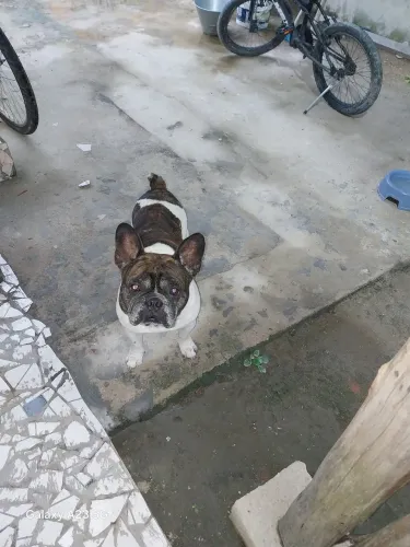 Vendo buldogue francês vacinado verificado muito dócil vou para casa sem quintal.