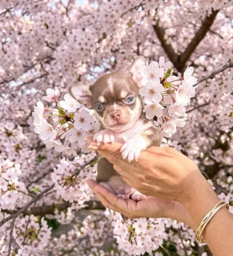 Chihuahua machos pelo curto olhos azuis Lilac e chocolate pedigree