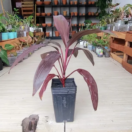 Bonitas plantinhas