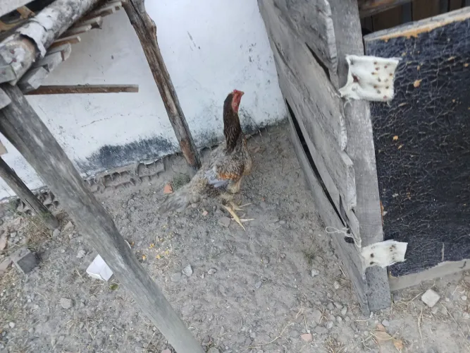 Galo de  raça  galinha  e ovos a venda