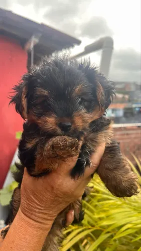 Venda de filhote Yorkshire Terrier ( Macho )