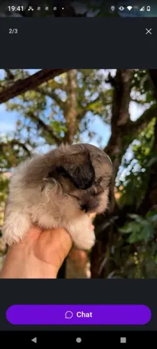 Shih-tzu miniatura padrão europeu (venda)