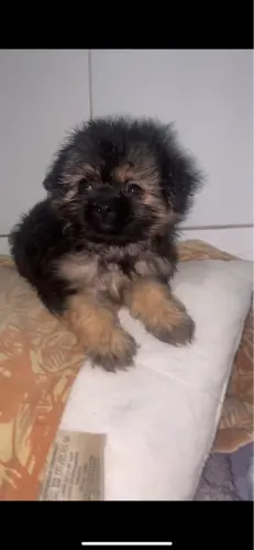 Lhasa Apso