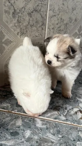 Vendo lindo cachorrinho Lulu anão 
