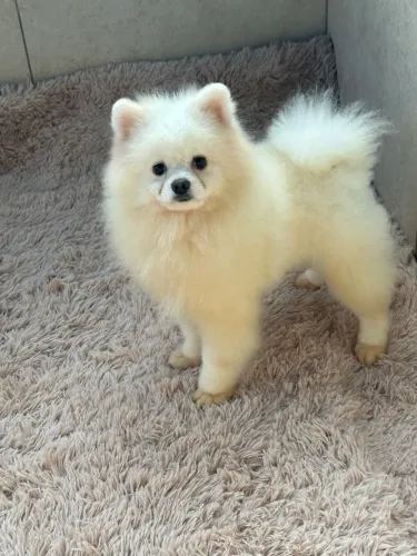 PROMOÇÃO SPITZ - LULU DA POMERÂNIA