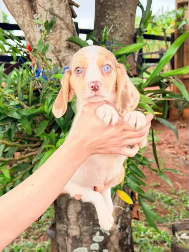 Filhote de Beagle