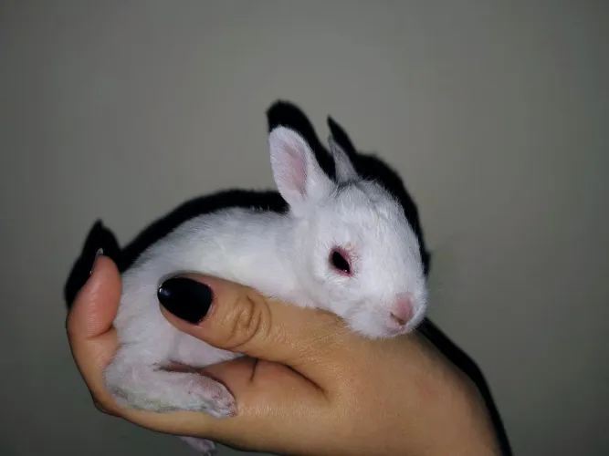 Coelhinhos