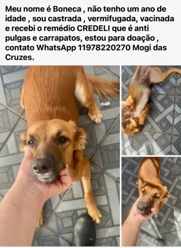 Doação de animais