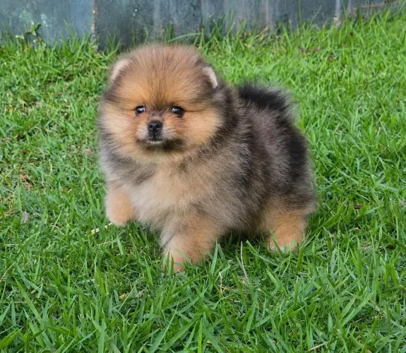 Filhote raça Lulu da pomerania