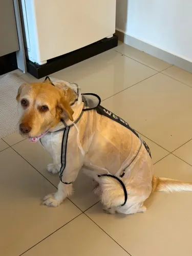Capa de chuva para cachorro tamanho grande