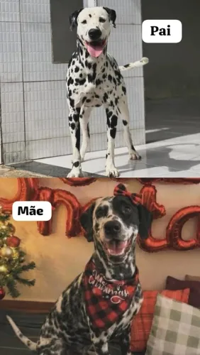 Filhotes de dálmata disponível 