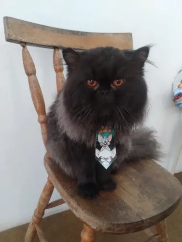 Gato persa 