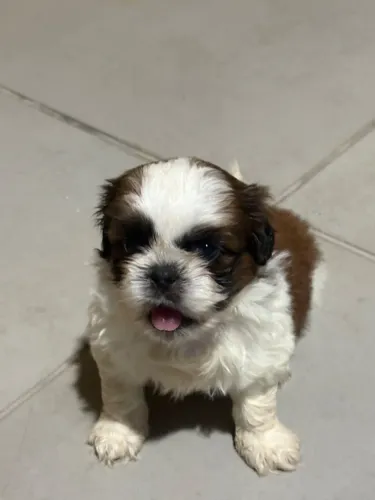 Shih tzu 