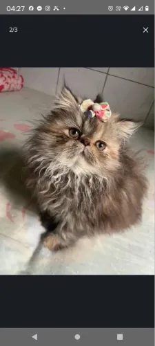 Persa 100% Amor e Carinho
