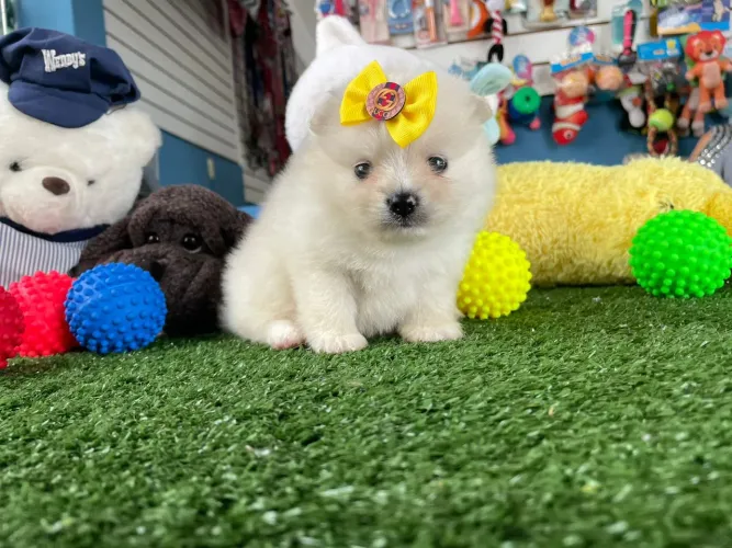 Spitz alemão macho vacinado desverminado 