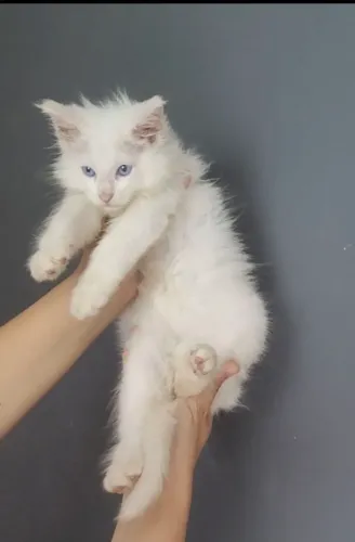 Maine Coon macho
