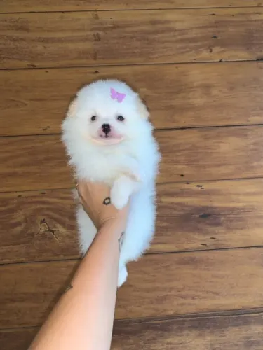 Filhote de Pomerania - Lulu da Pomerania Fêmea