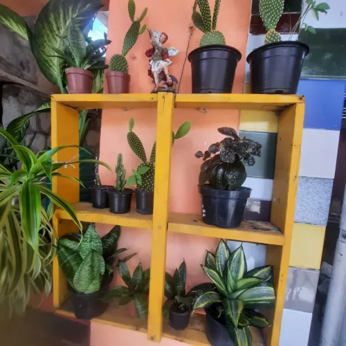 Kit de Plantas com nicho para Decorar sua Casa