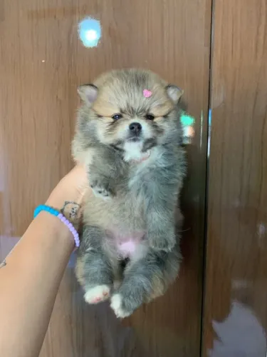 Spitz alemão anao - Lulu da pomerania