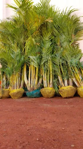 Areca bambú 