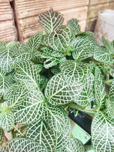 Fittonia - Planta Exótica com Folhas Vibrantes