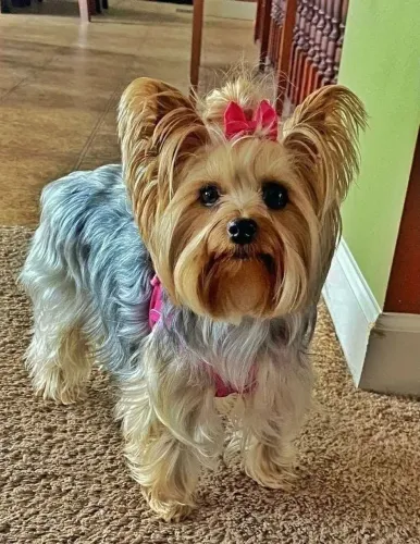 Filhote de Yorkshire Terrier - Linda e Charmosa!