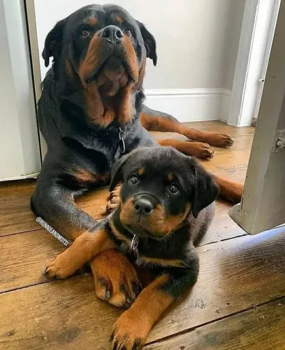 Rottweiler filhote e mãe