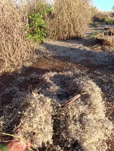 Semente de Capim Andropogon 2025