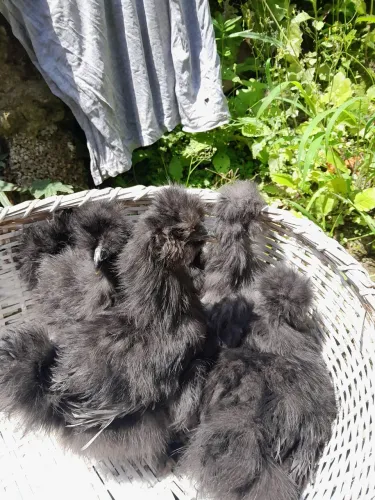Ovos férteis e pintinhos de galinha sedosas do Japão