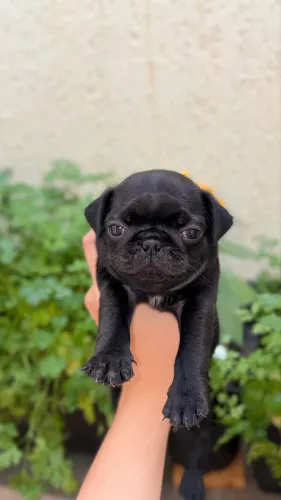 PUG FILHOTE BLACK