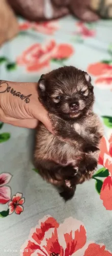 Vendo filhote lulu Pomerânia 