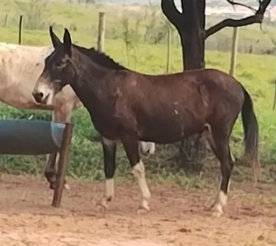 Burro manso de lida
