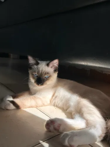 Gatos p/ adoção