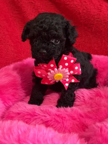 Poodle fêmea disponível