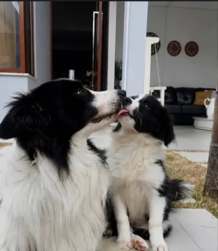 Border collie preto e branco - saúde e muita qualidade para você 
