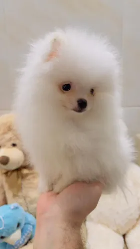 Spitz Alemão anão macho branco puro sem manchas