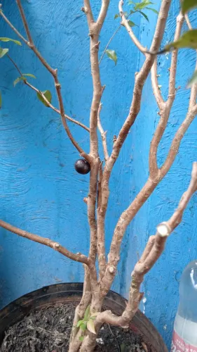 Vendo um pe de jabuticaba jovem