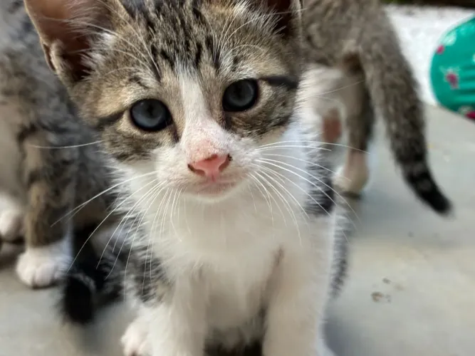 Gatinhos