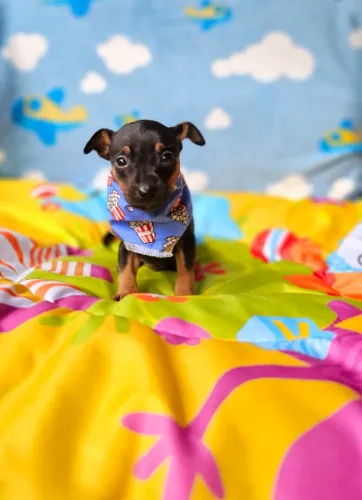Filhotinhos Pinscher/Pincher/Pinsher/Pintier lindos, saudáveis e bem cuidados